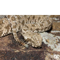 گونه افعی شاخدار دم عنکبوتی Spider-tailed Horned Viper 